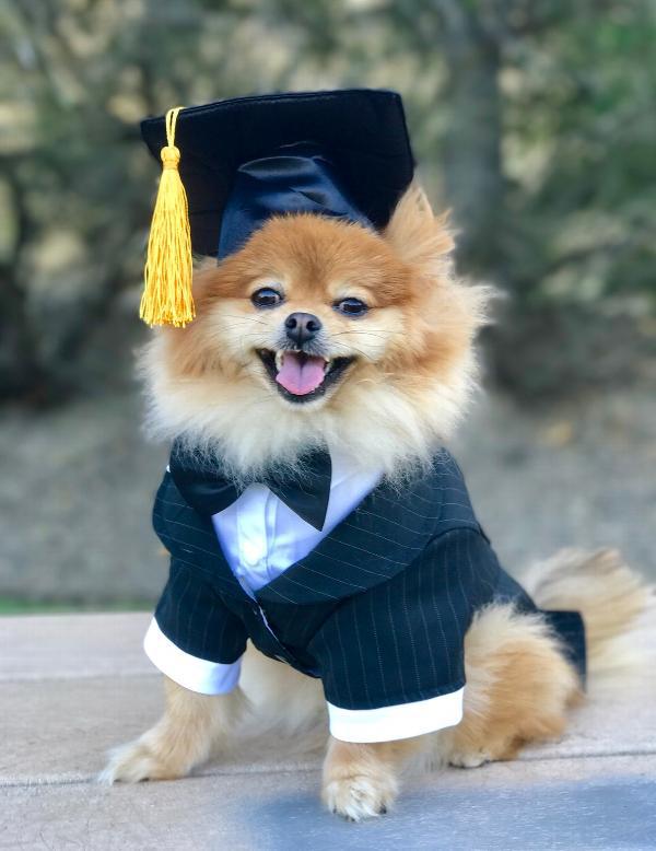 Dog Graduation Cap with Yellow Tassel | Pet Graduation Hat for Dogs