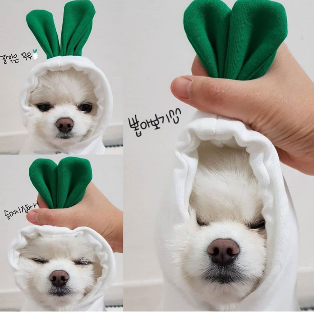Cute Dog Hoodie Fruit Pet Clothes Winter Fleece Outfit