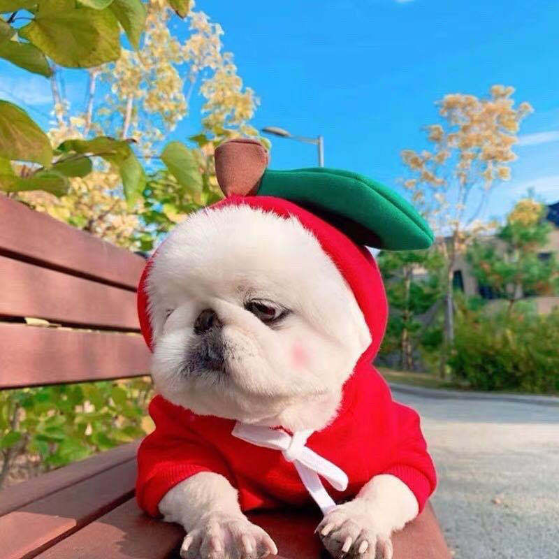 Cute Dog Hoodie Fruit Pet Clothes Winter Fleece Outfit
