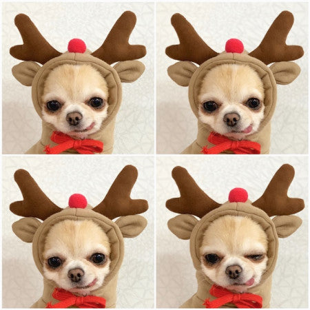 Cute Dog Hoodie Fruit Pet Clothes Winter Fleece Outfit