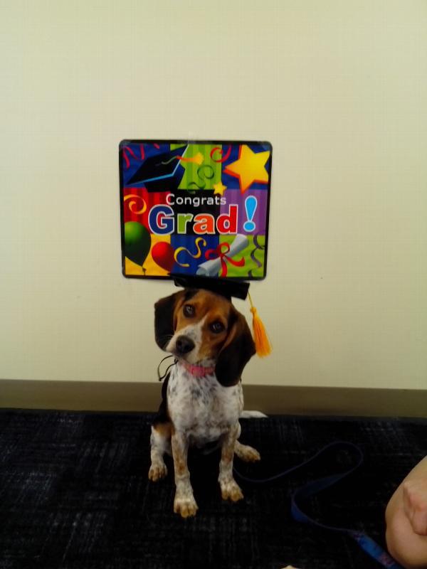 Dog Graduation Cap with Yellow Tassel | Pet Graduation Hat for Dogs