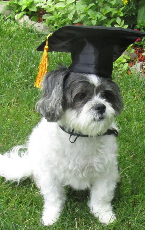 Dog Graduation Cap with Yellow Tassel | Pet Graduation Hat for Dogs